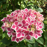 Hydrangeas