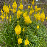 Other Plants