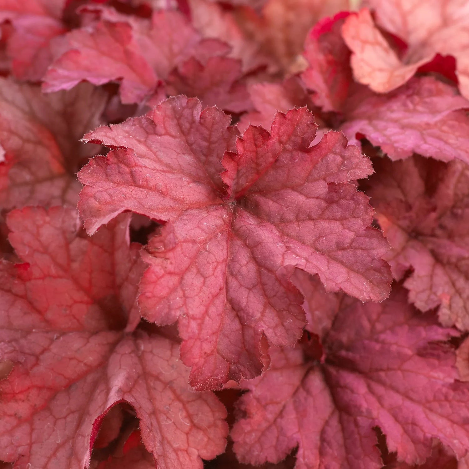 Heuchera 'Coralberry'