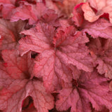 Heuchera 'Coralberry'