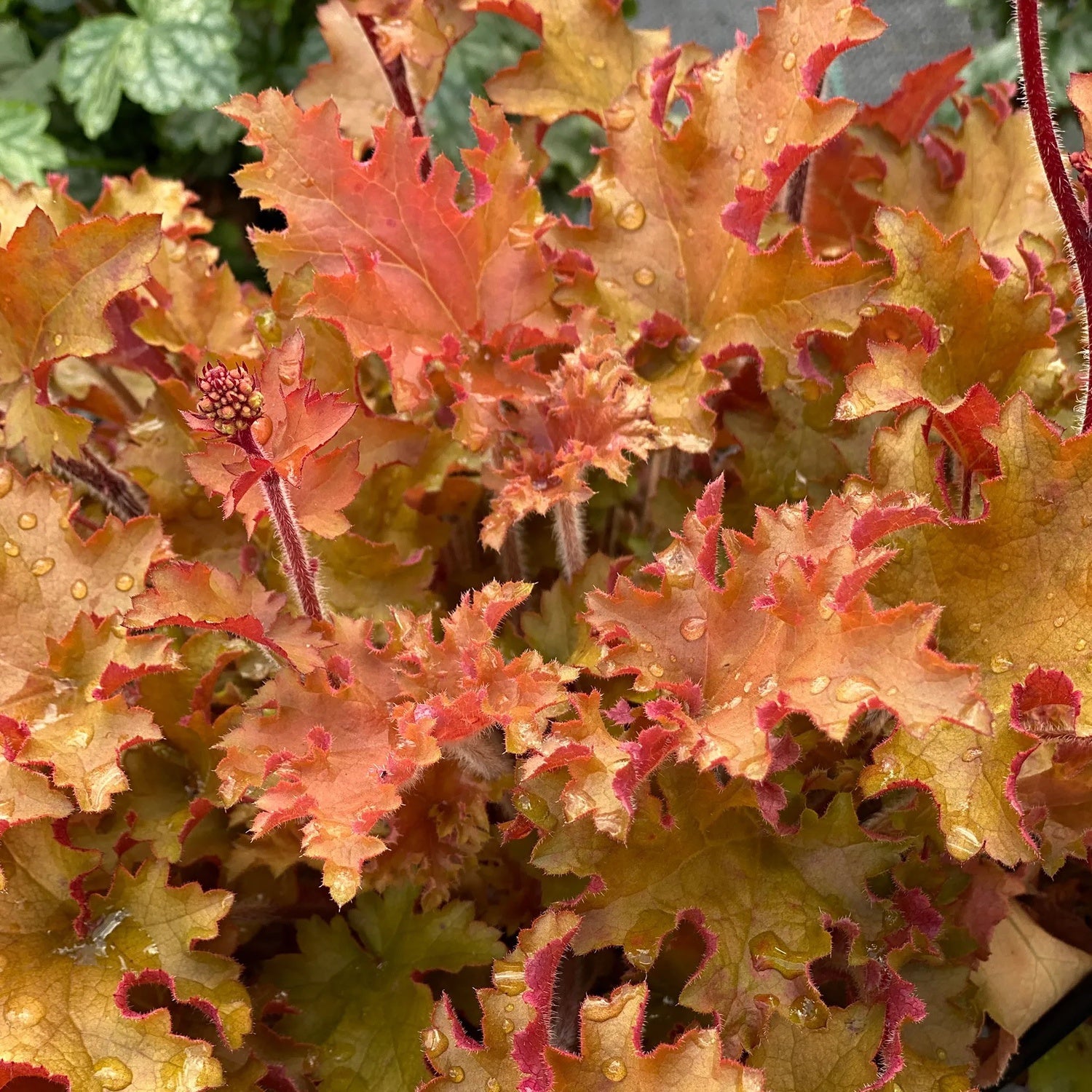 Heuchera 'Orangeberry'