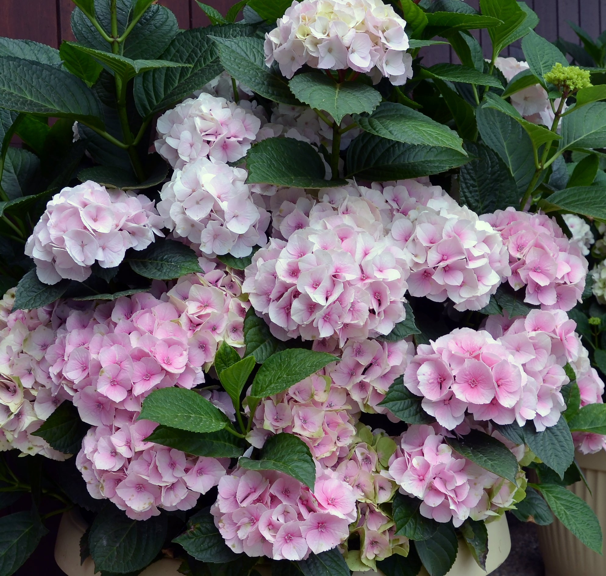 Hydrangea macrophylla Candy Floss