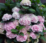 Hydrangea macrophylla Candy Floss