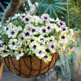 Petunia Amazonas Plum Cockatoo
