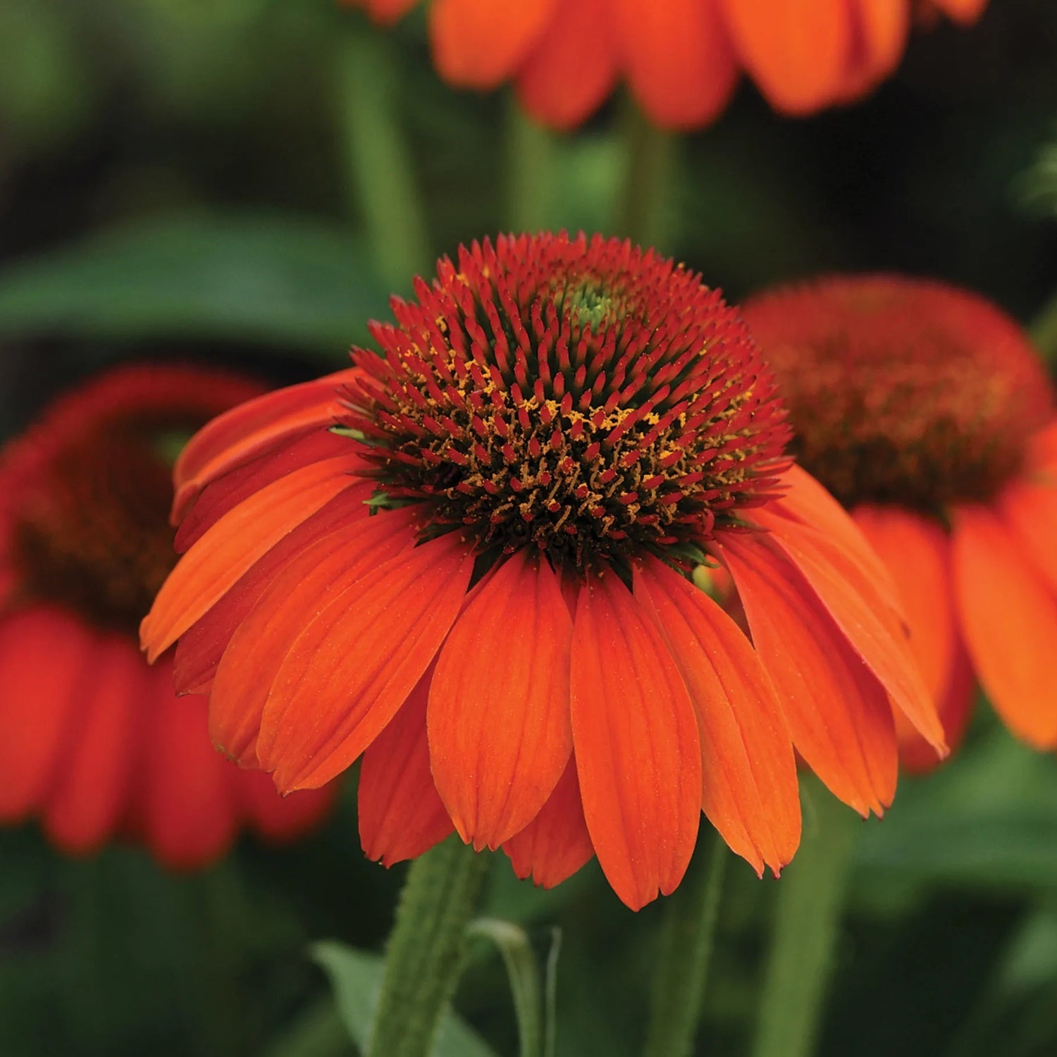 Echinacea Sombrero Flamenco