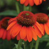 Echinacea Sombrero Flamenco