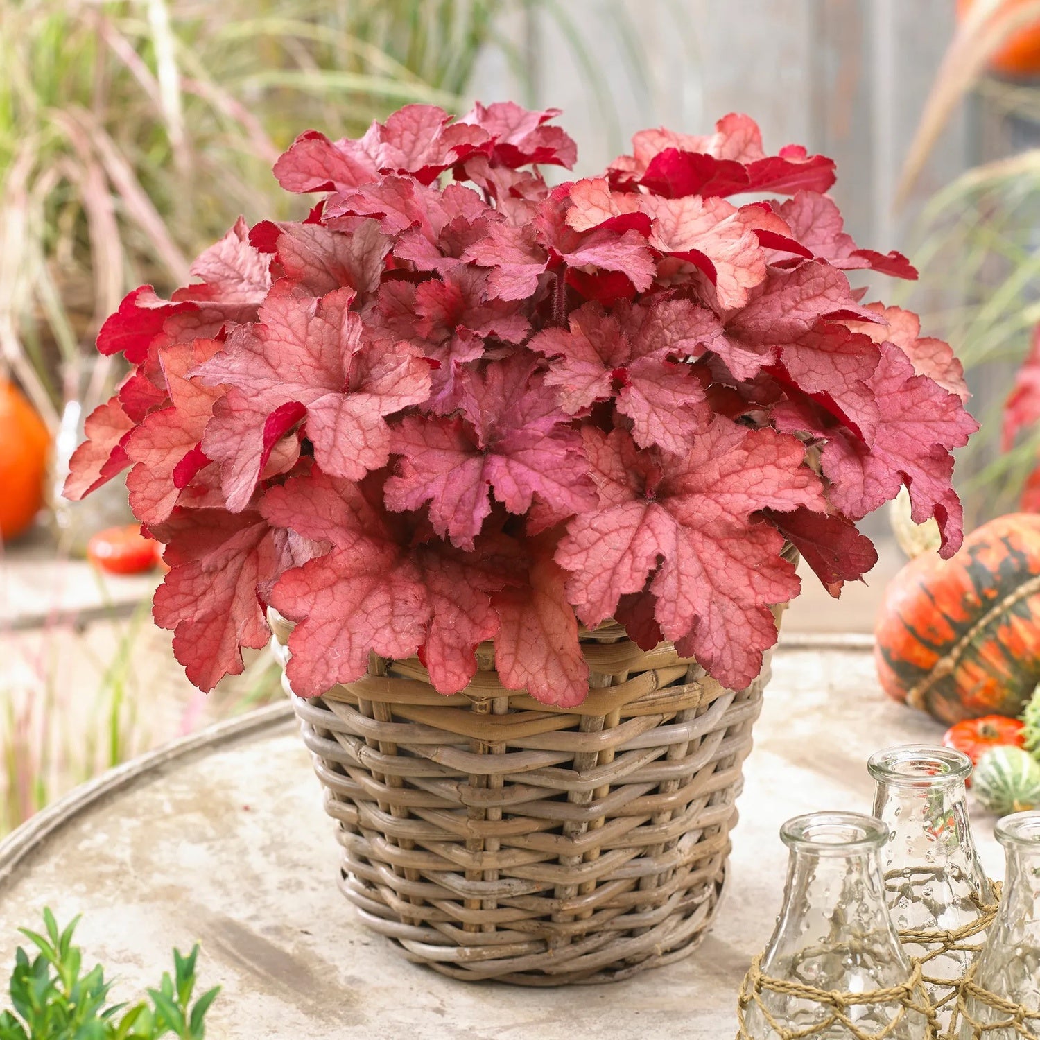 Heuchera 'Coralberry'