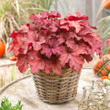 Heuchera 'Coralberry'
