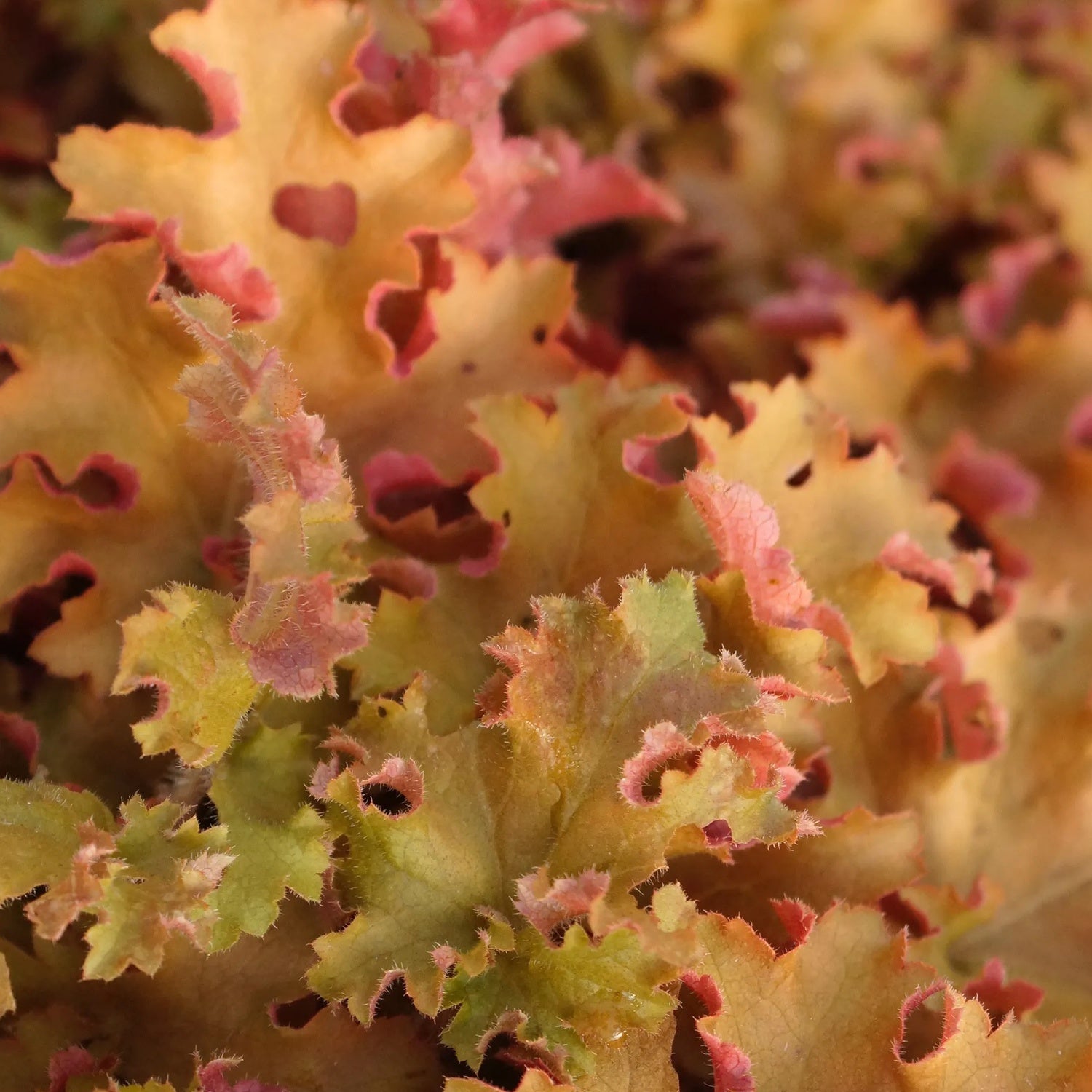 Heuchera 'Orangeberry'