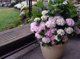 Hydrangea macrophylla Candy Floss