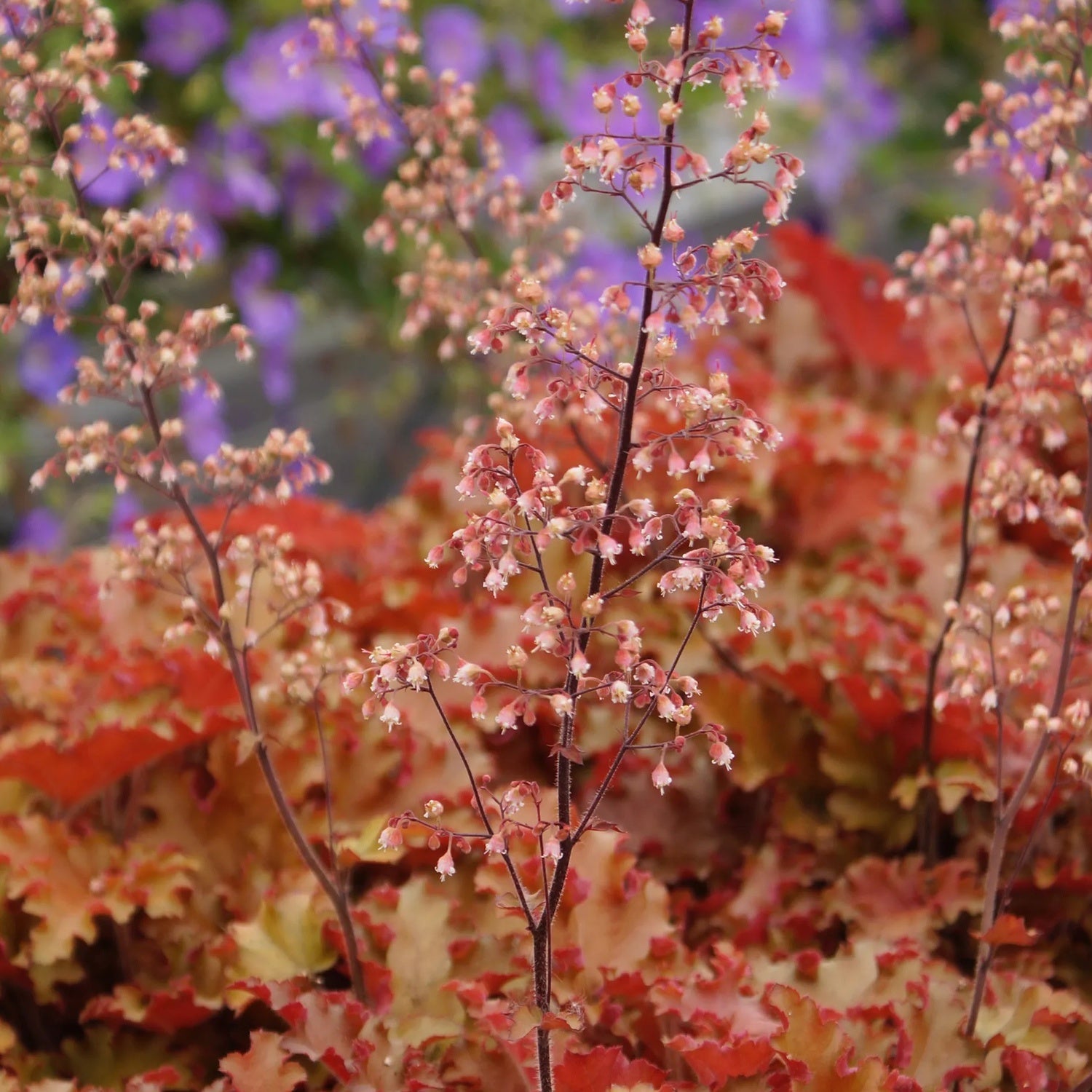 Heuchera 'Orangeberry'