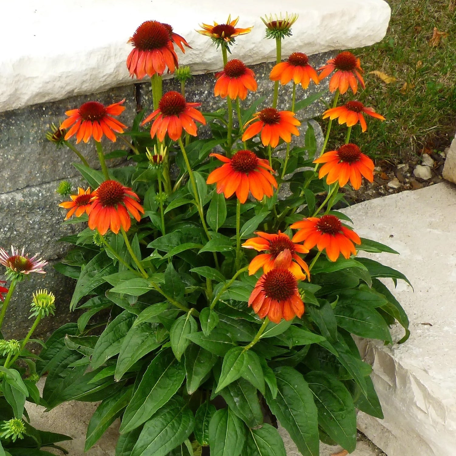 Echinacea Sombrero Flamenco