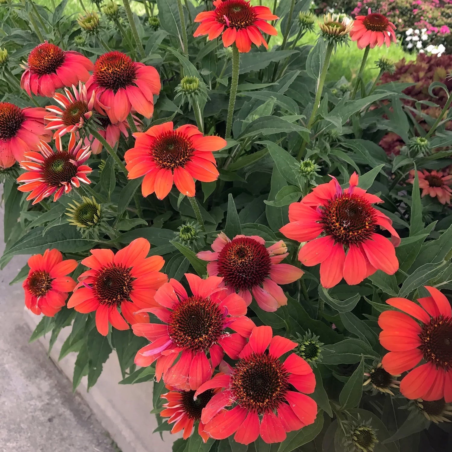 Echinacea Sombrero Flamenco