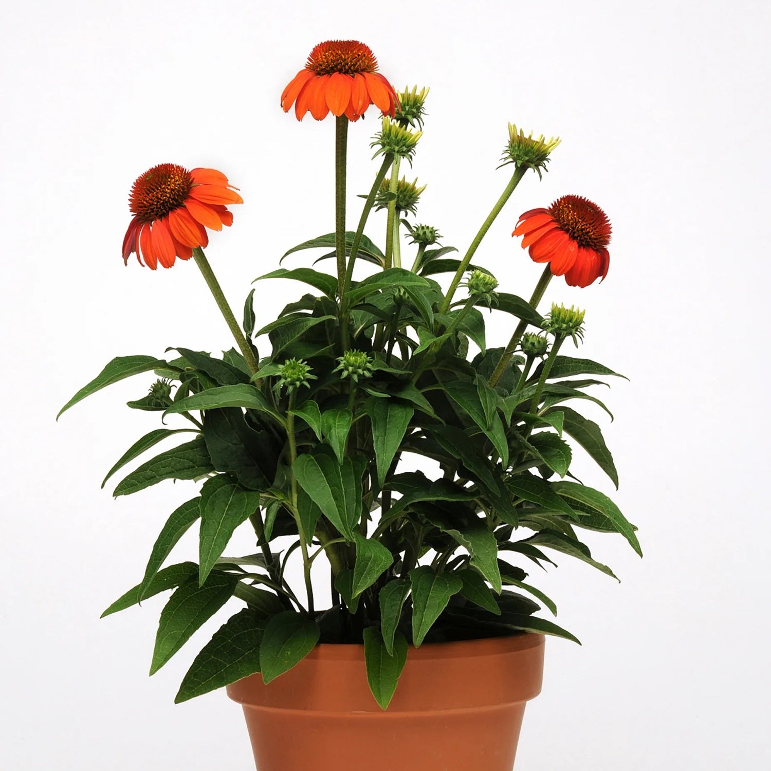 Echinacea Sombrero Flamenco