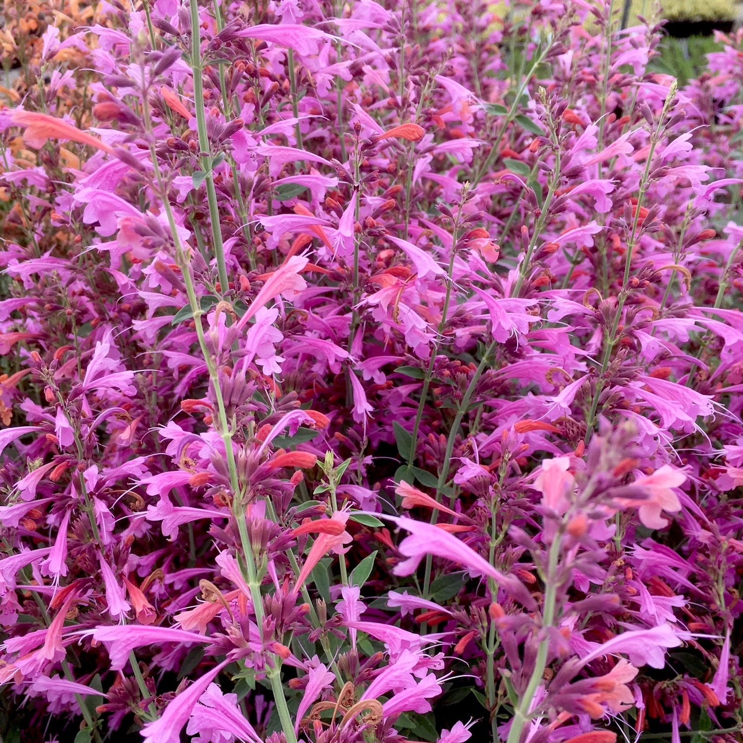 Agastache mexicana Forever Summer Berry