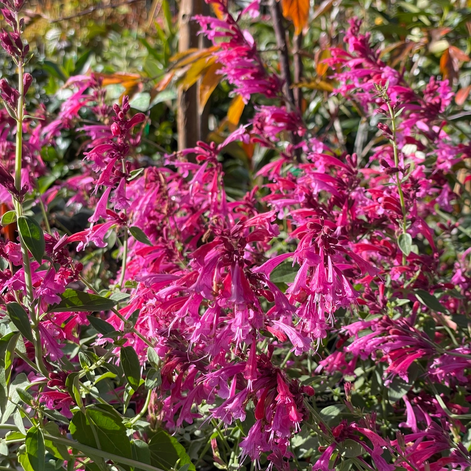 Agastache mexicana Forever Summer Berry