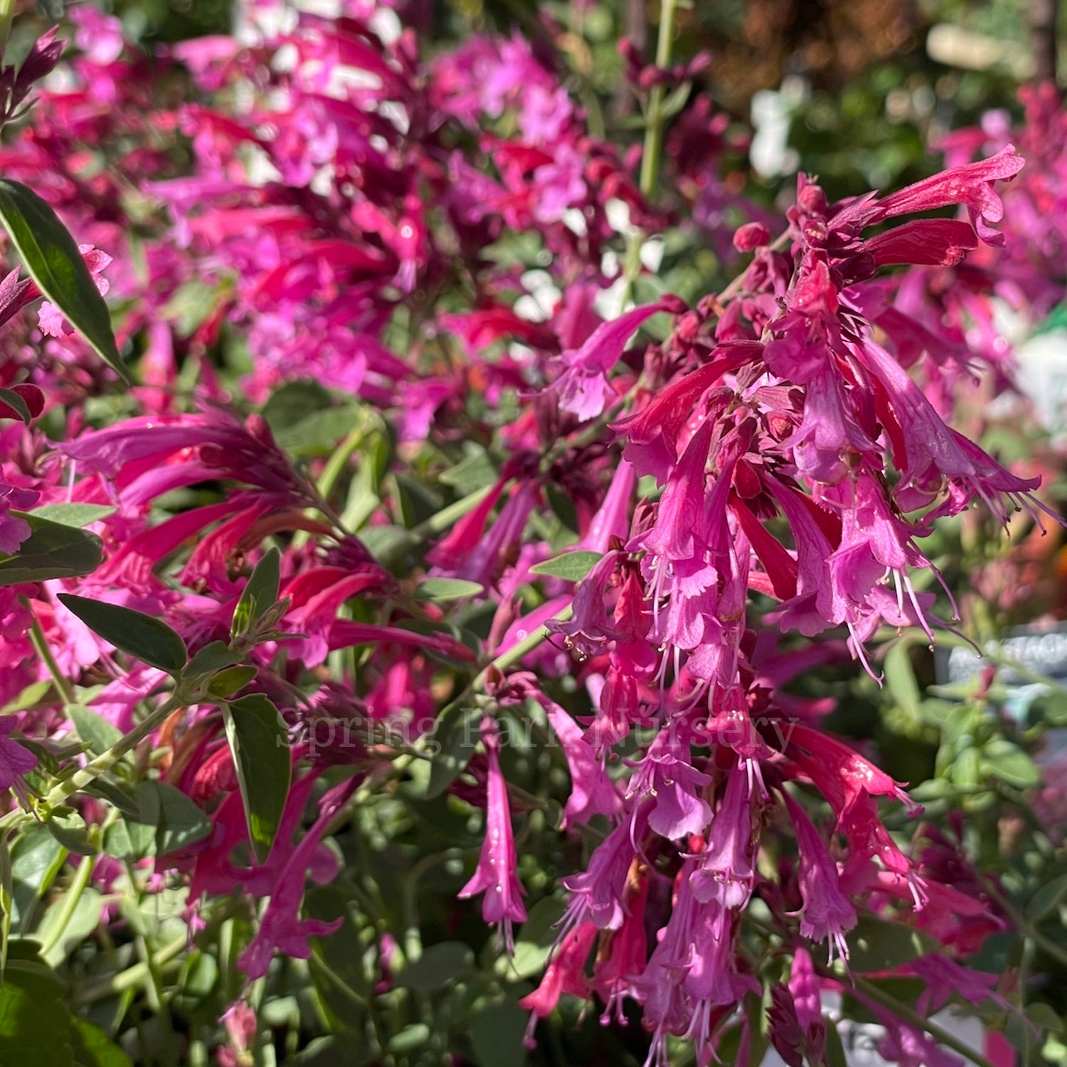 Agastache mexicana Forever Summer Berry