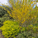 Berberis thunbergii 'Golden Glow'