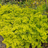 Berberis thunbergii 'Golden Glow'