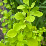 Berberis thunbergii 'Golden Glow'