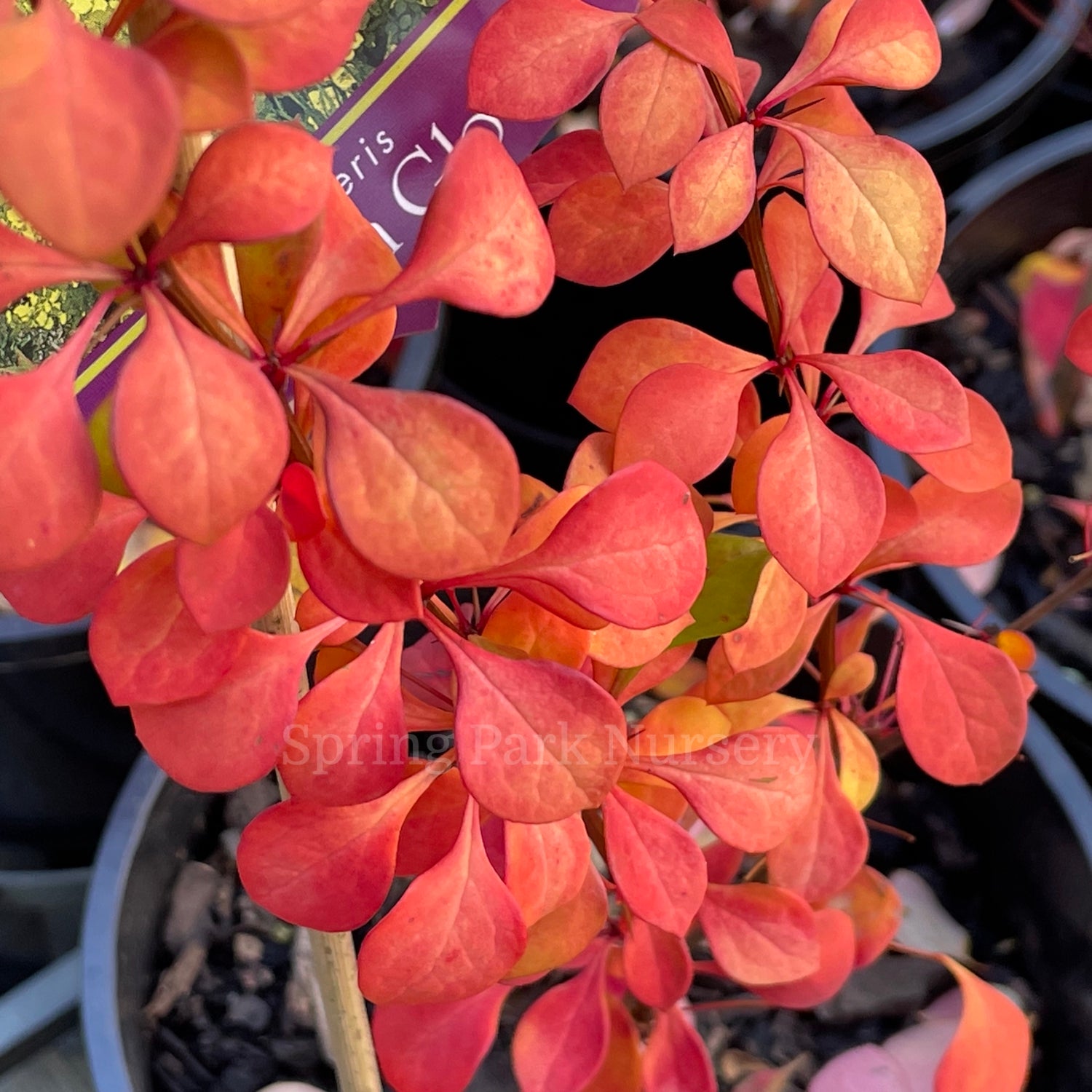 Berberis thunbergii 'Golden Glow'