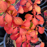Berberis thunbergii 'Golden Glow'