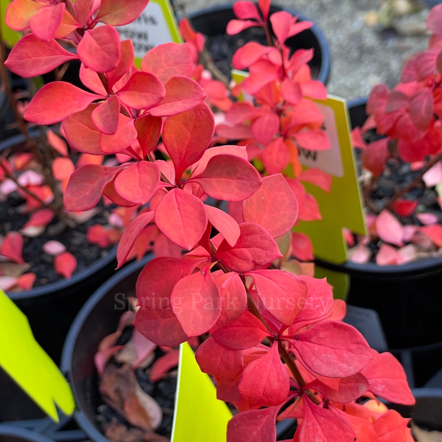 Berberis Pow Wow in autumn