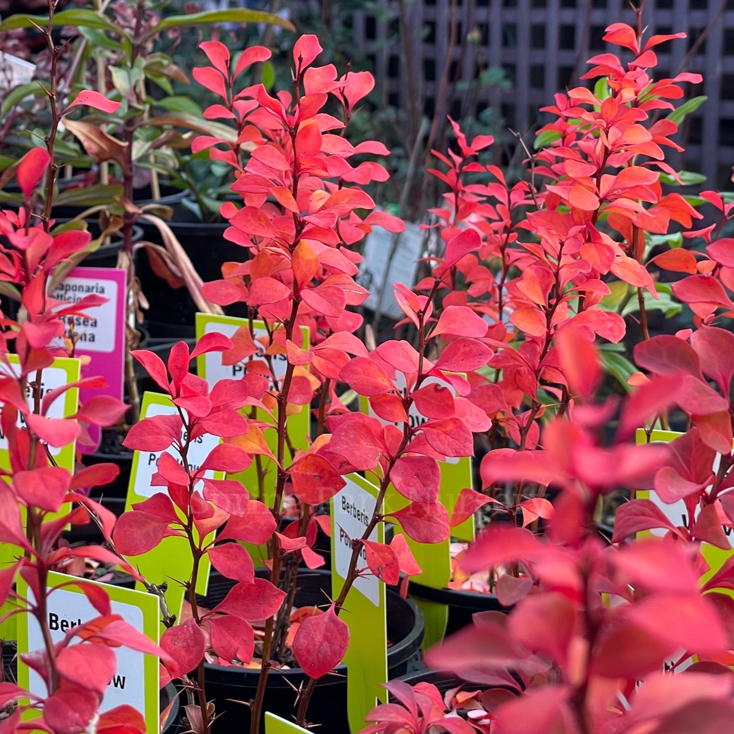 Berberis Pow Wow in autumn
