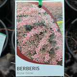 Berberis 'Rose Glow'