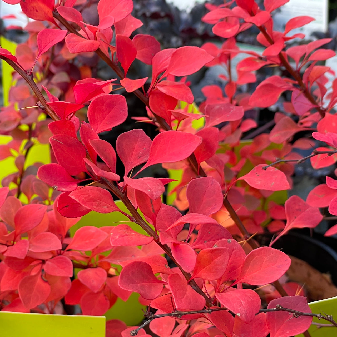 Berberis 'Silver Beauty'