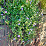 Convolvulus sabatius