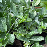 Convolvulus sabatius