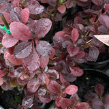 Berberis thunbergii f. atropurpurea
