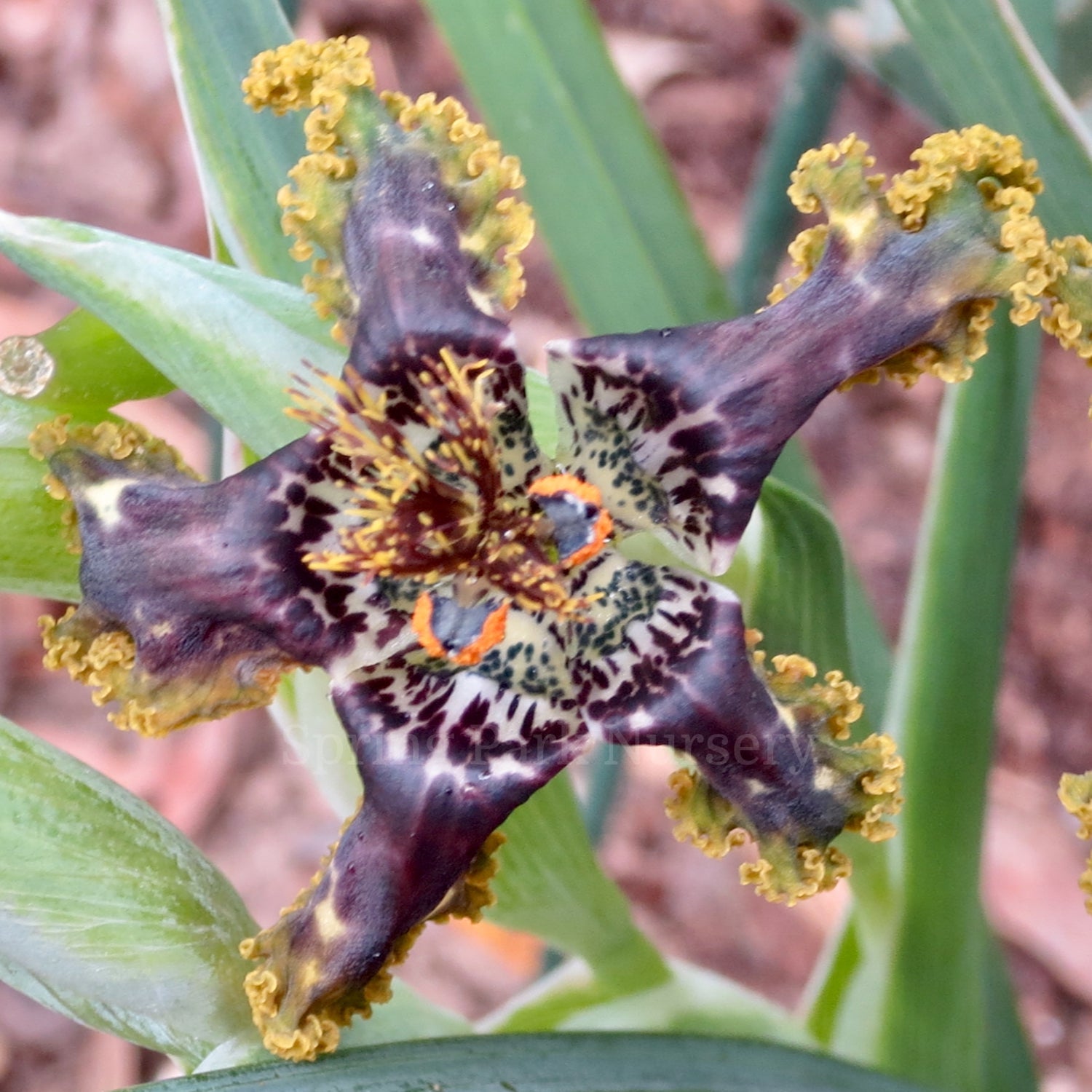 Ferraria crispa