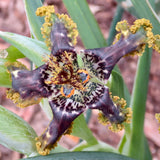 Ferraria crispa