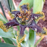 Ferraria crispa