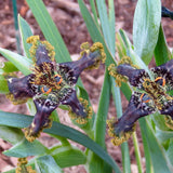 Ferraria crispa