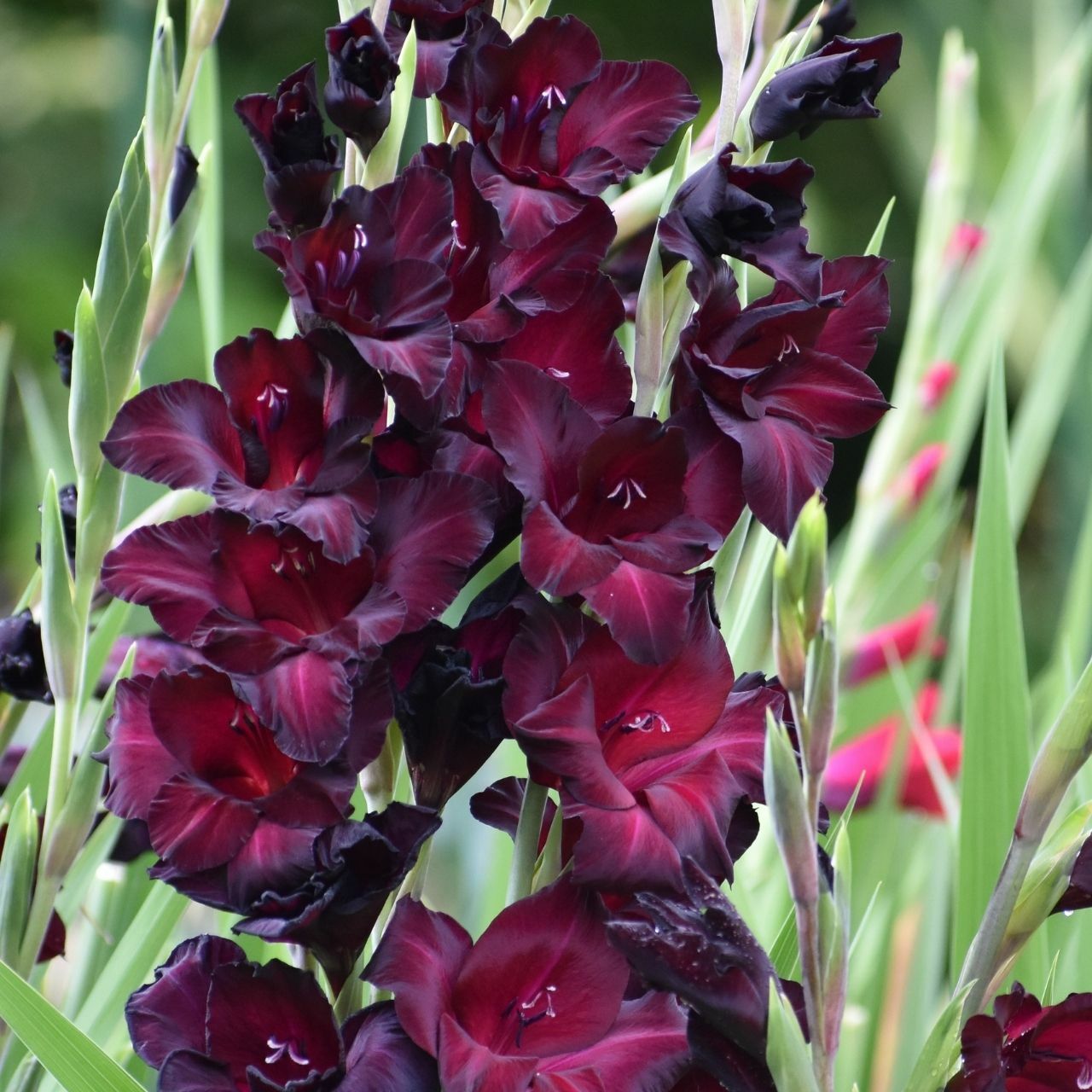 Gladiolus 'Black Sea'