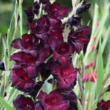 Gladiolus 'Black Sea'