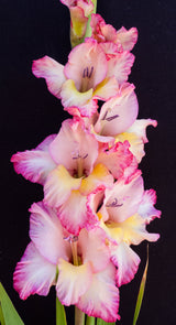 Gladiolus 'Priscilla'