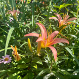Hemerocallis 'Pink Lady'