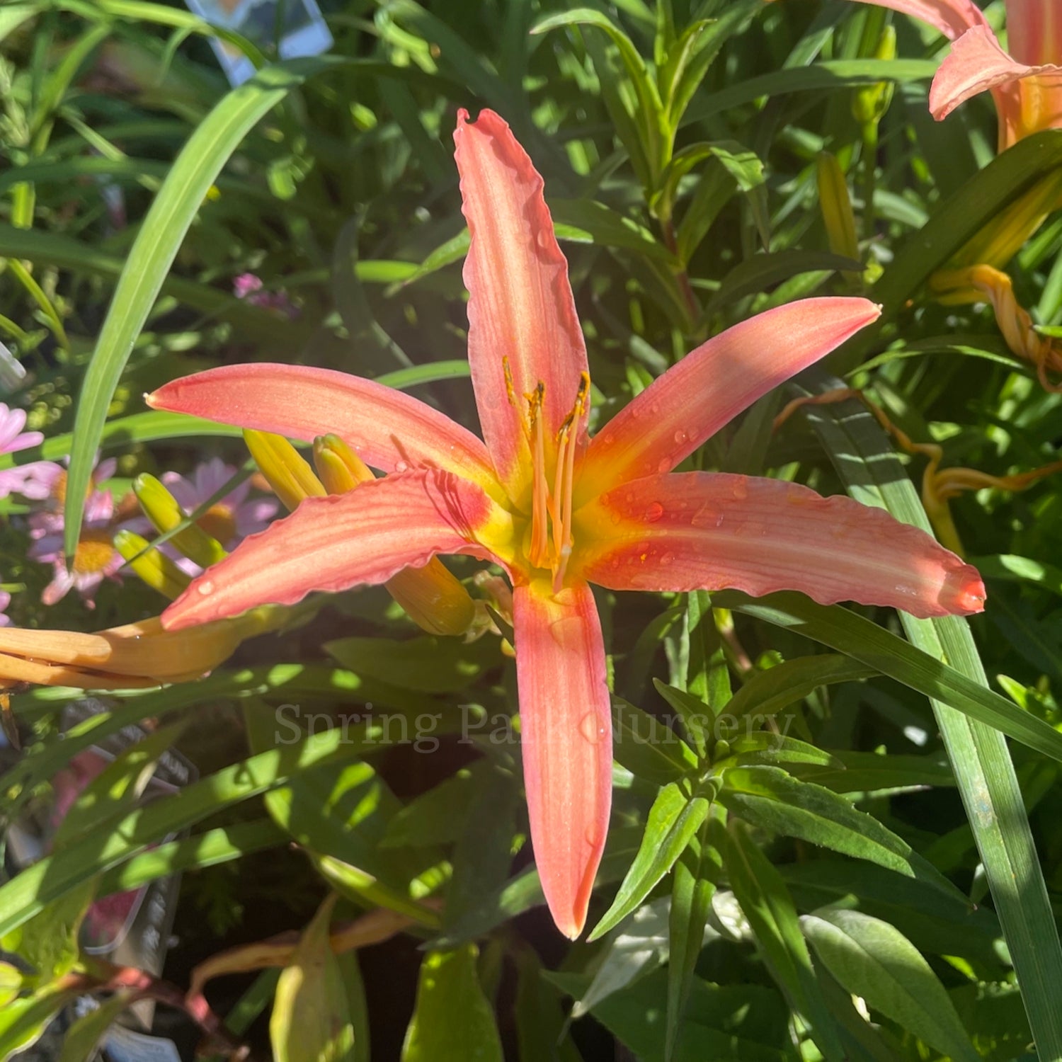 Hemerocallis 'Pink Lady'