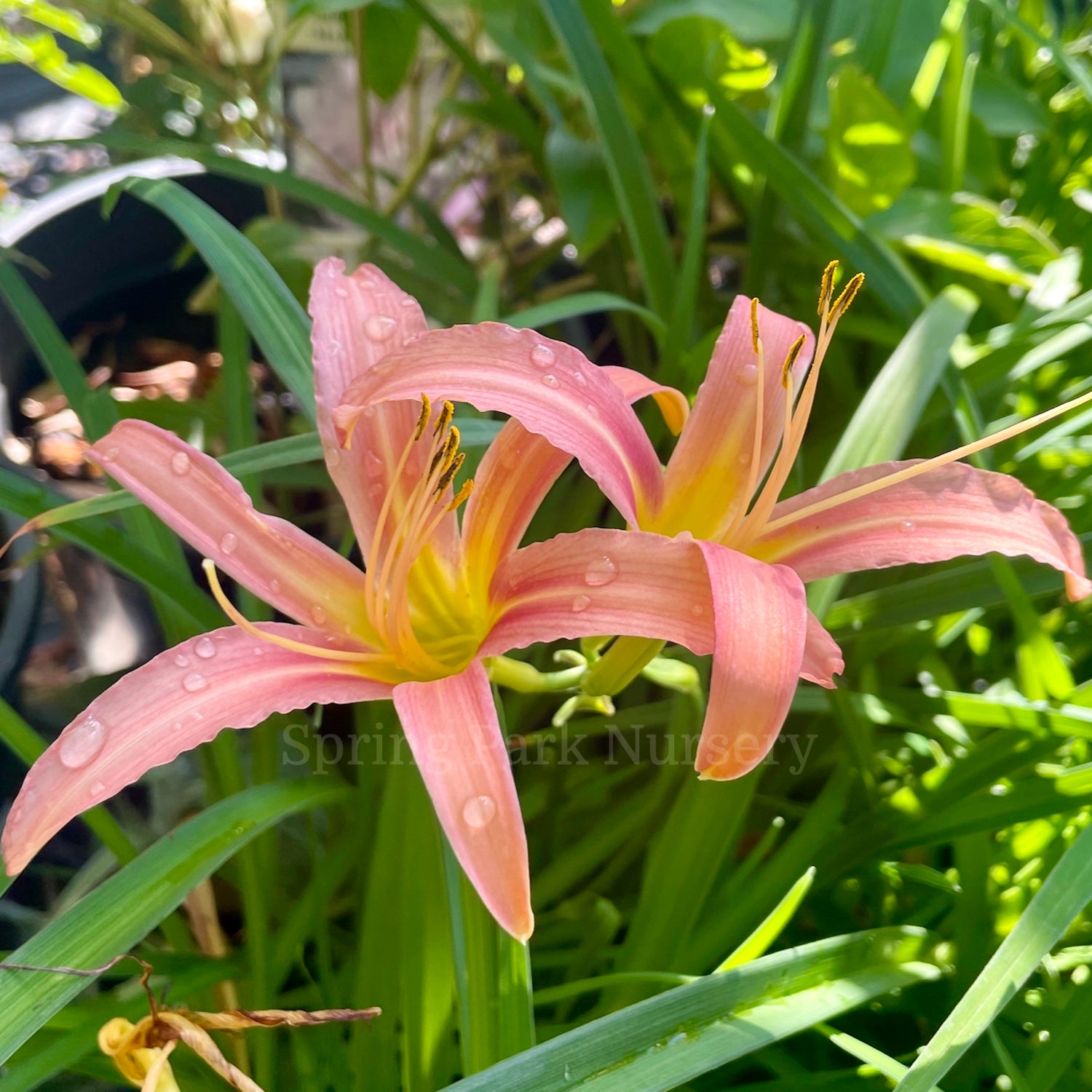 Hemerocallis 'Pink Lady'