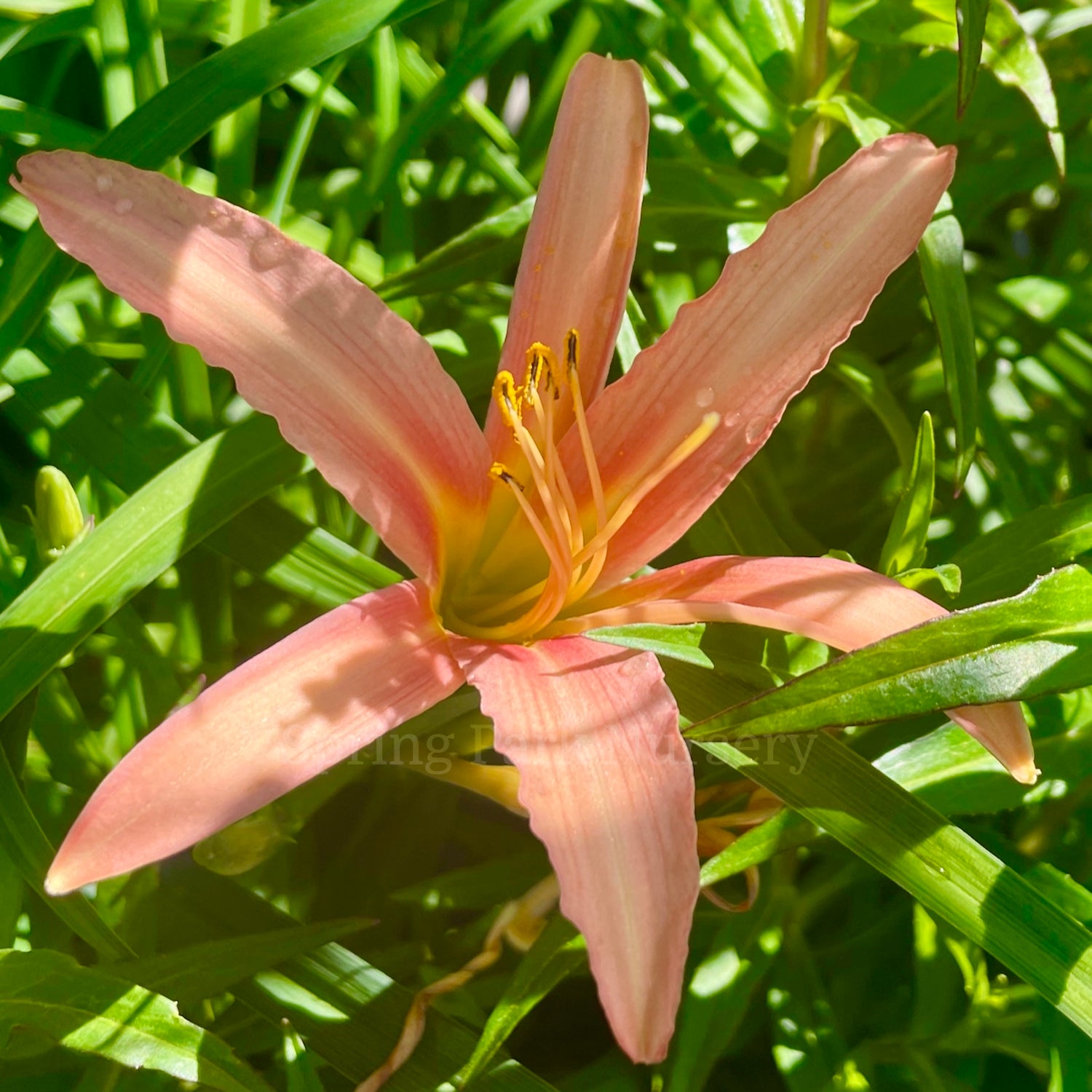 Hemerocallis 'Pink Lady'