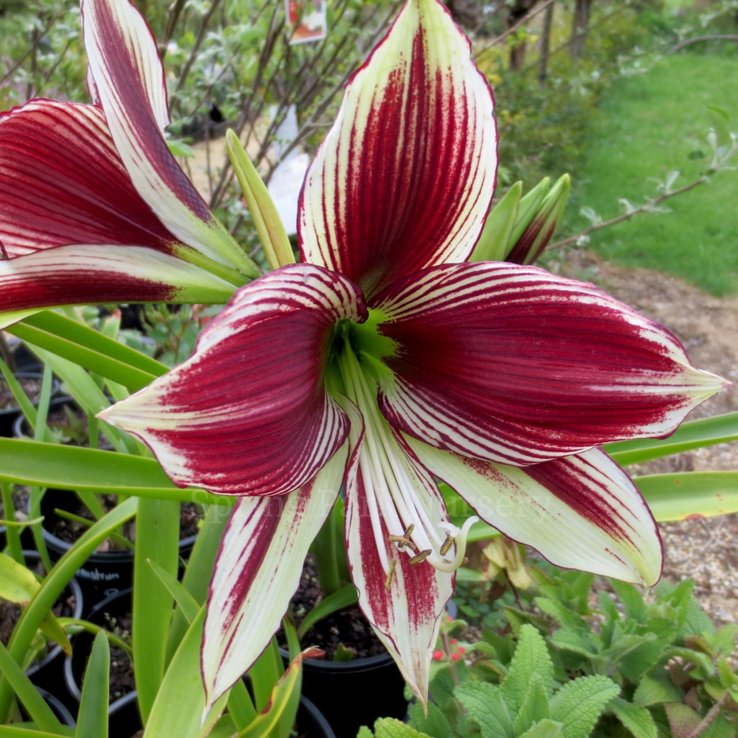Hippeastrum papilio