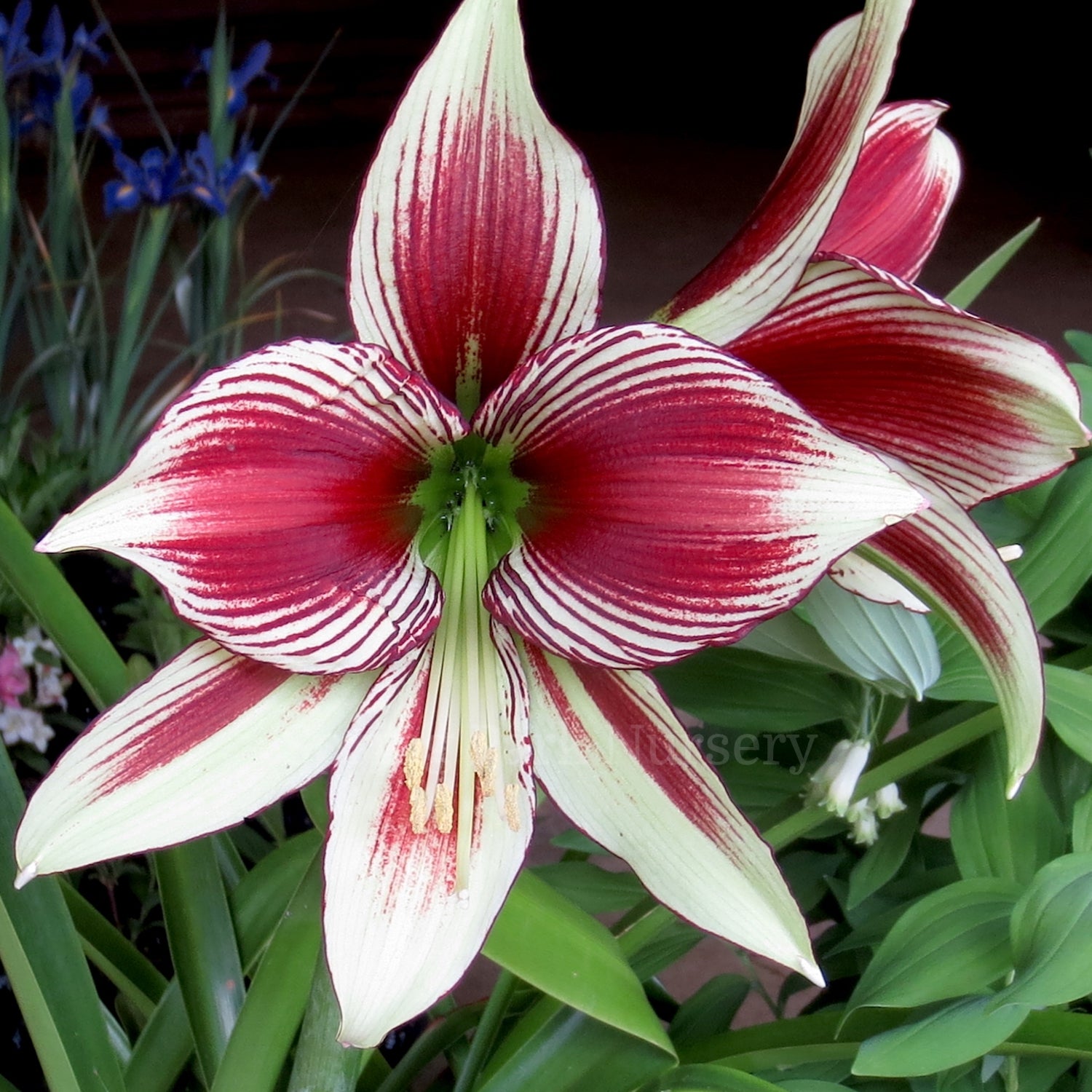 Hippeastrum papilio