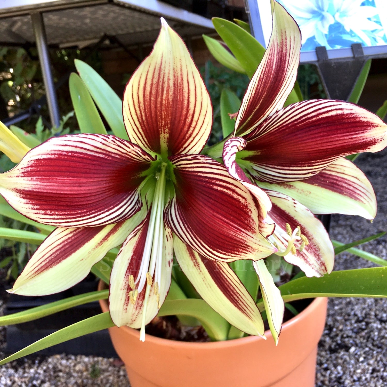 Hippeastrum papilio