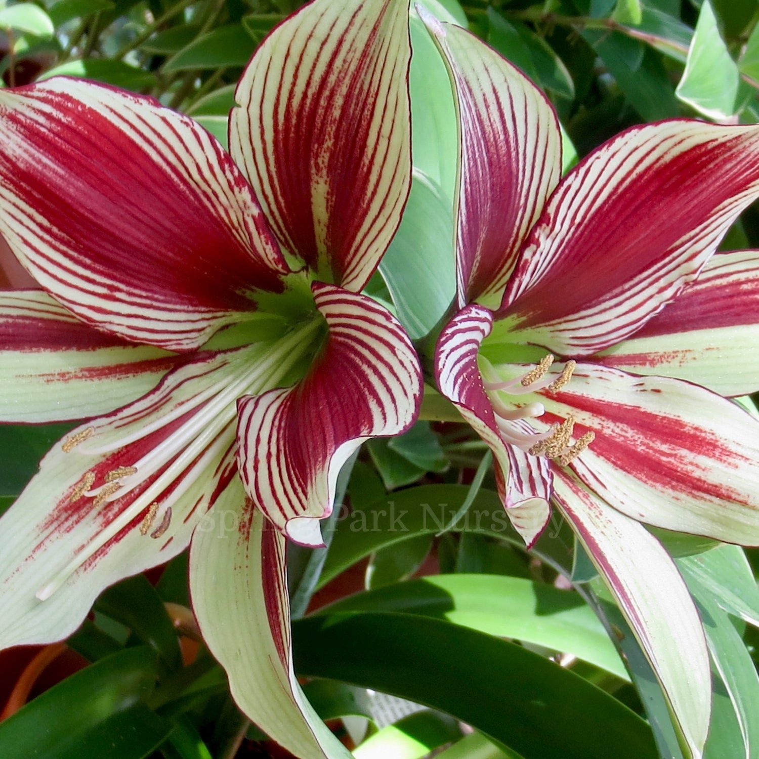 Hippeastrum papilio