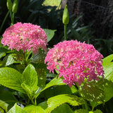 Hydrangea macrophylla Perfection