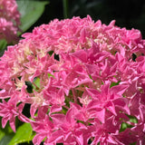 Hydrangea macrophylla Perfection